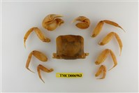 藏品(平掌沙蟹)的圖片